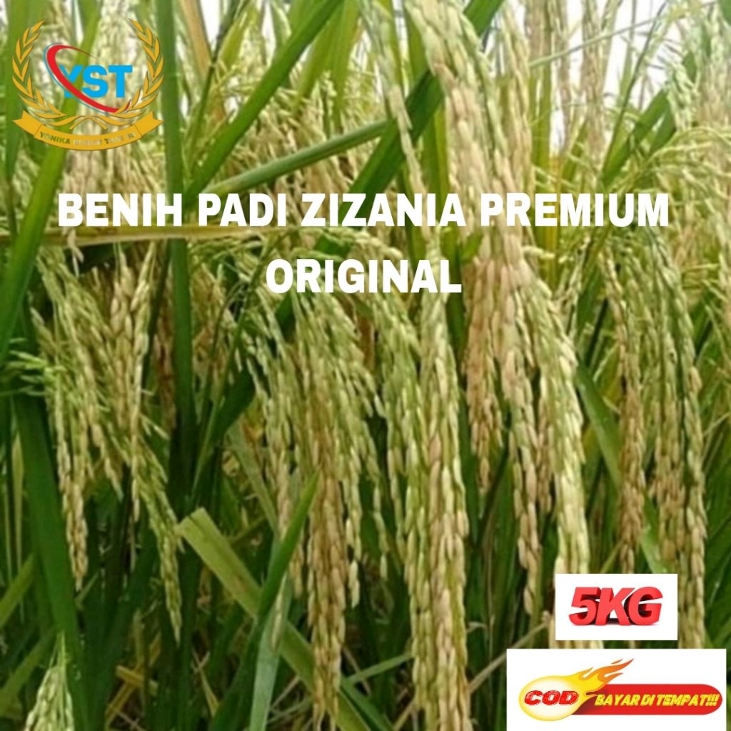 BENIH PADI ZIZANIA PREMIUM ORIGINAL 5KG