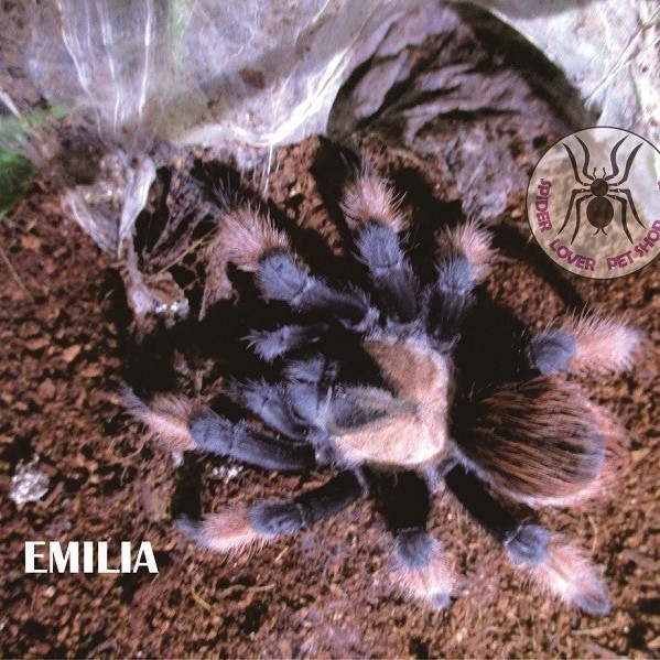TARANTULA BRACHYPELMA EMILIA - FEMALE