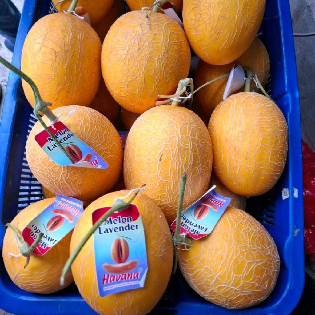 Buah melon lavender ibana melon manis 1,5 kg