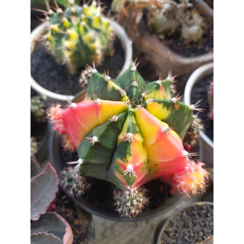 Indukan Gymno Miha Hybrid Variegata Seedling