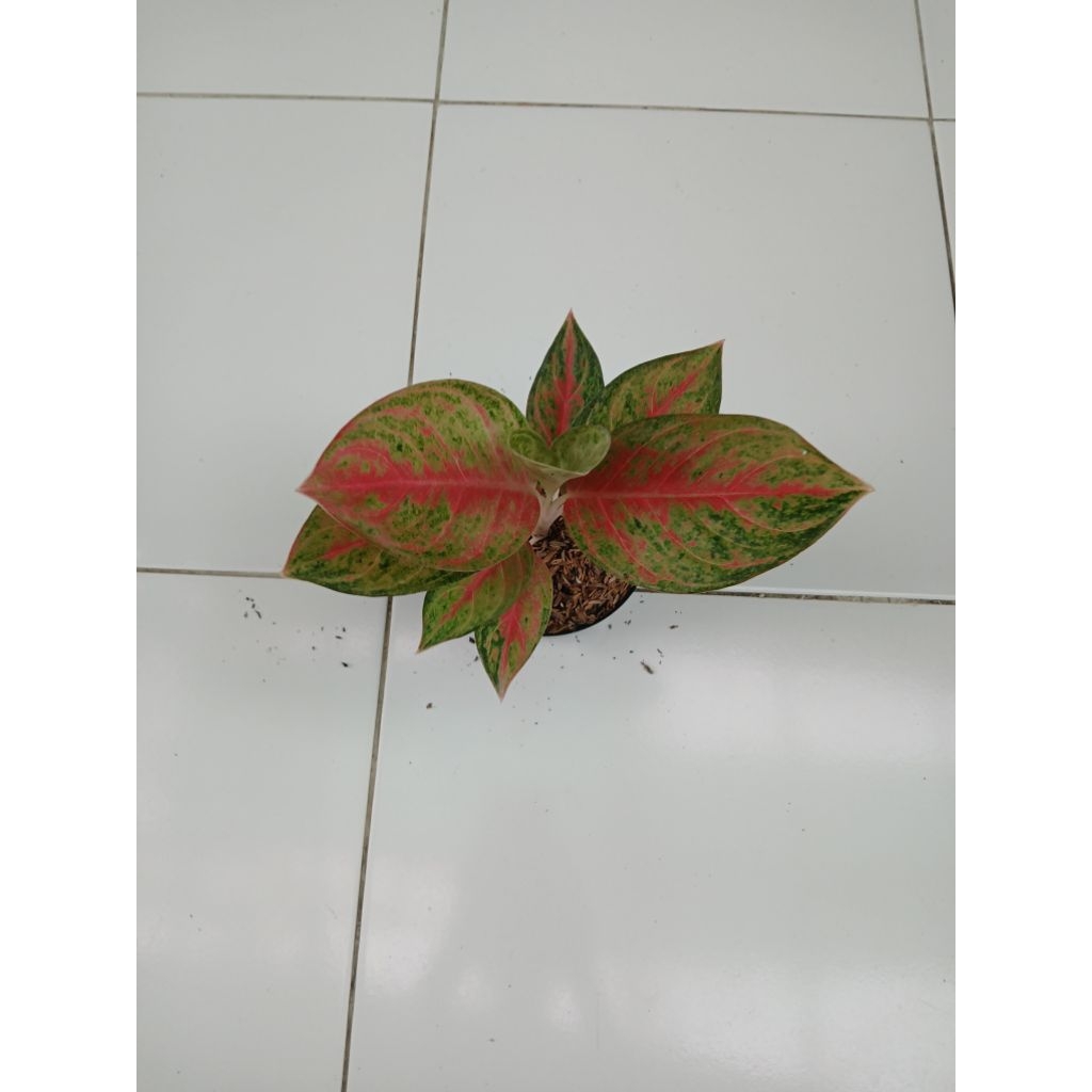 Aglaonema red exotic