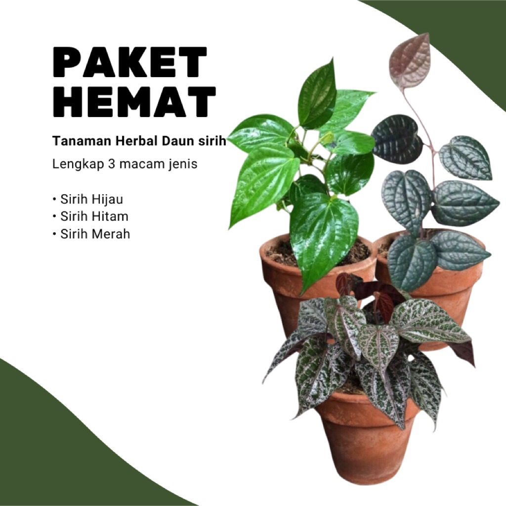 Paket hemat tanaman daun sirih - tanaman herbal  ( sirih hijau, sirih merah, sirih hitam )