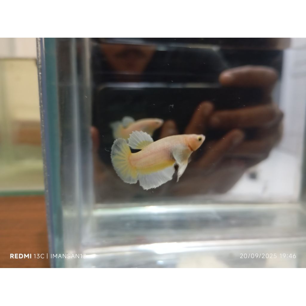 Cupang plakat Dumbo ear gold