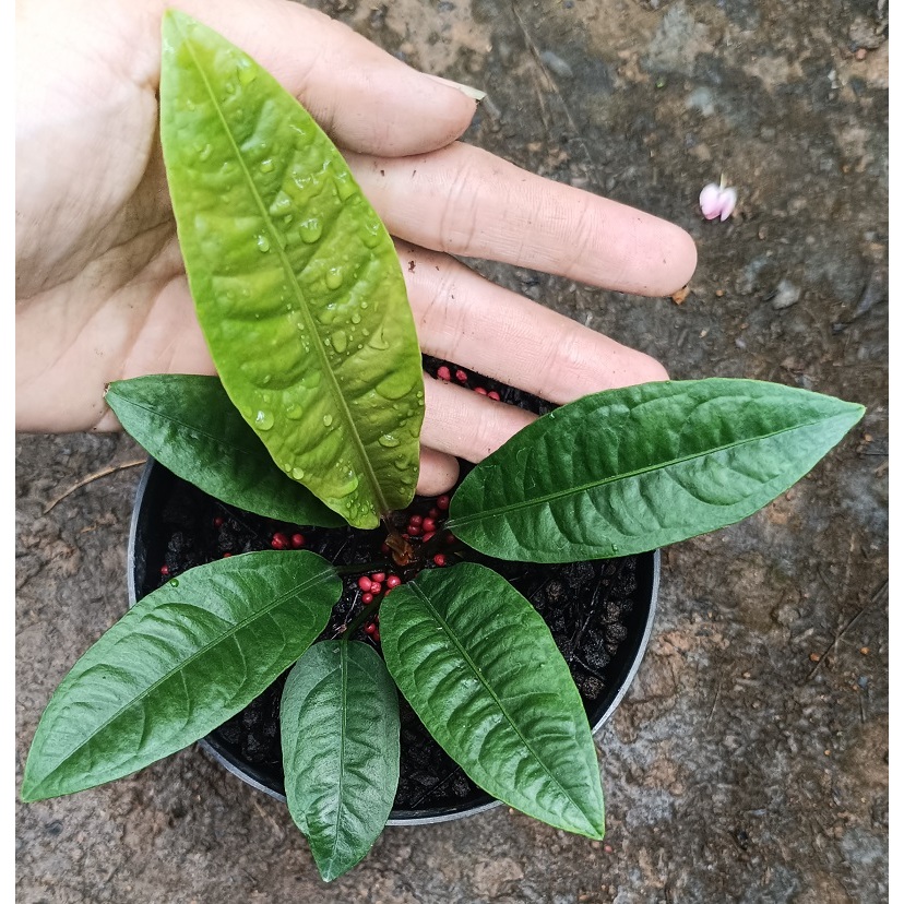 Anthurium Reflexinervium - Tanaman Hias Anthurium Reflexinerfium / Anthurium Refleksi