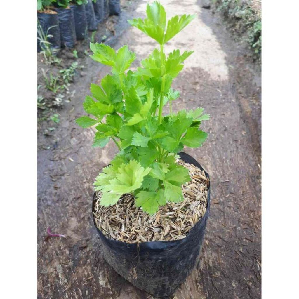 tanaman seledri - bumbu dapur - jual seledri-  seledri