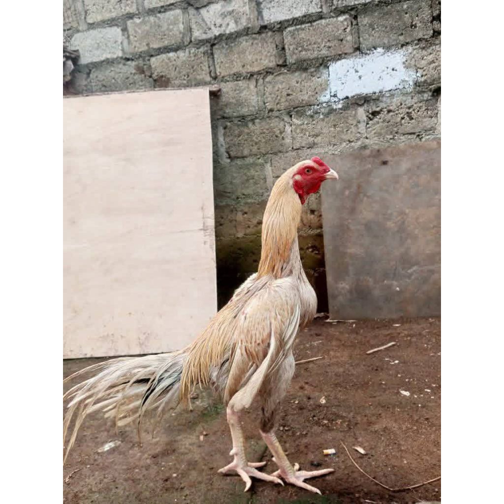 jual ayam Bangkok trah bagus umur 7-8 bulan//ayam Bangkok Clasik