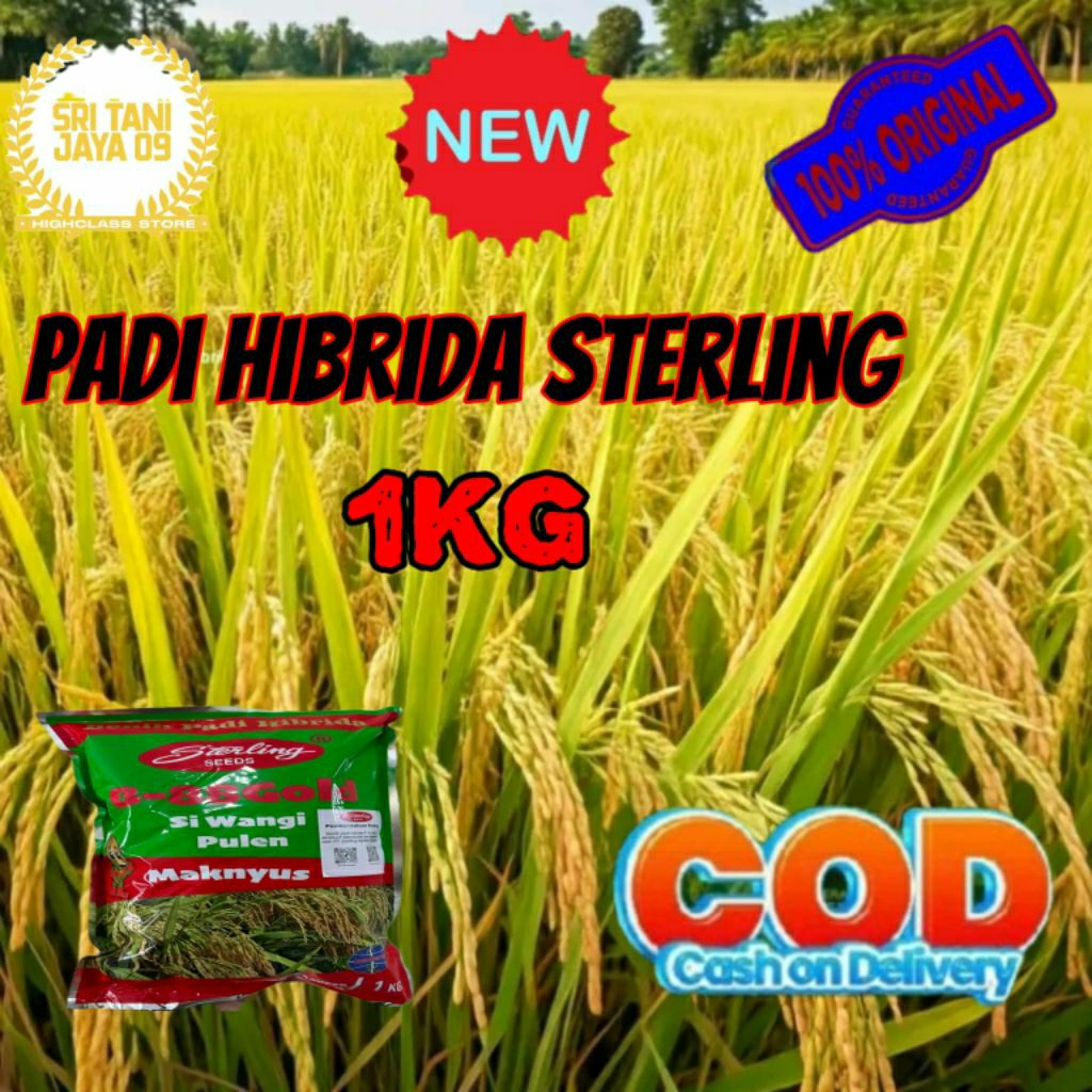 BENIH PADI HIBRIDA STERLING