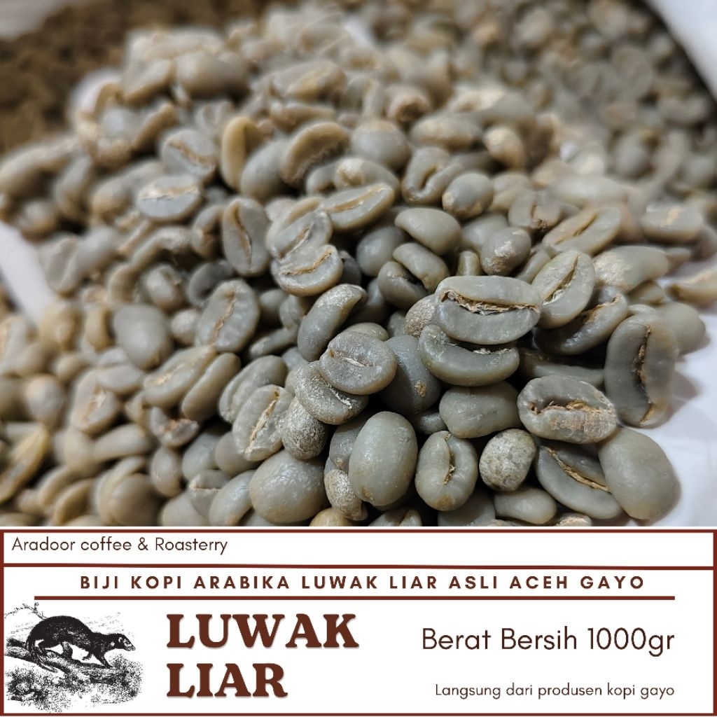 Kopi Luwak Liar Arabika Aceh Gayo Grean Bean-Biji Mentah Kualitas Ekspor 1kg