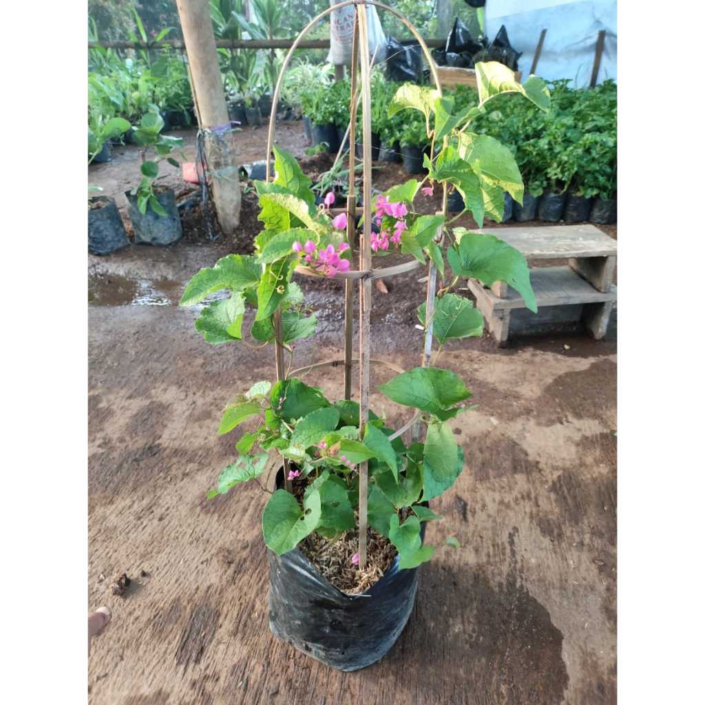 Liceriashop17 Tanaman Rambat Air Mata Pengantin Bunga Pink - Amp Bunga Merah Muda