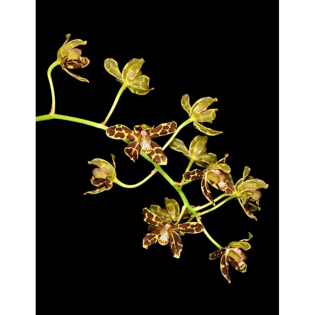 Anggrek macan Grammatophyllum scriptum