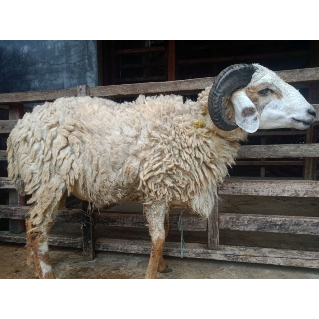 [INSTAN DOKA HIDUP] kambing aqiqah murah / kambing muda / kambing jantan / kambing qurban / domba aq