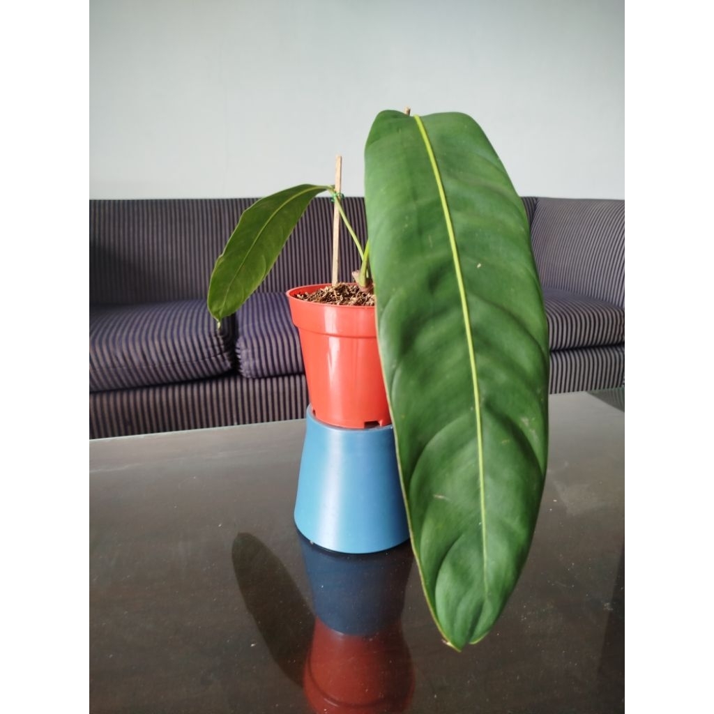 Philodendron Patriciae