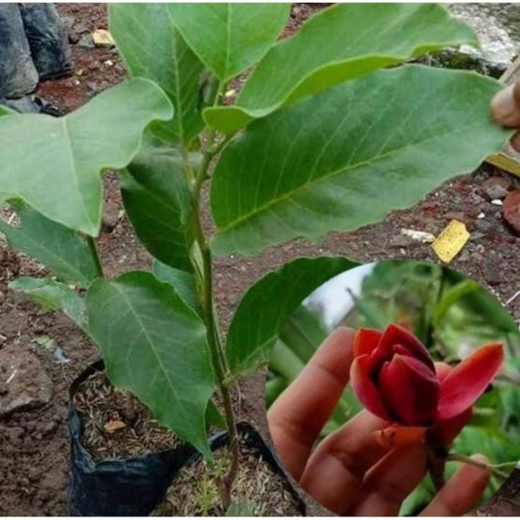 Pohon bunga kantil merah / Tanaman hias bunga kantil merah