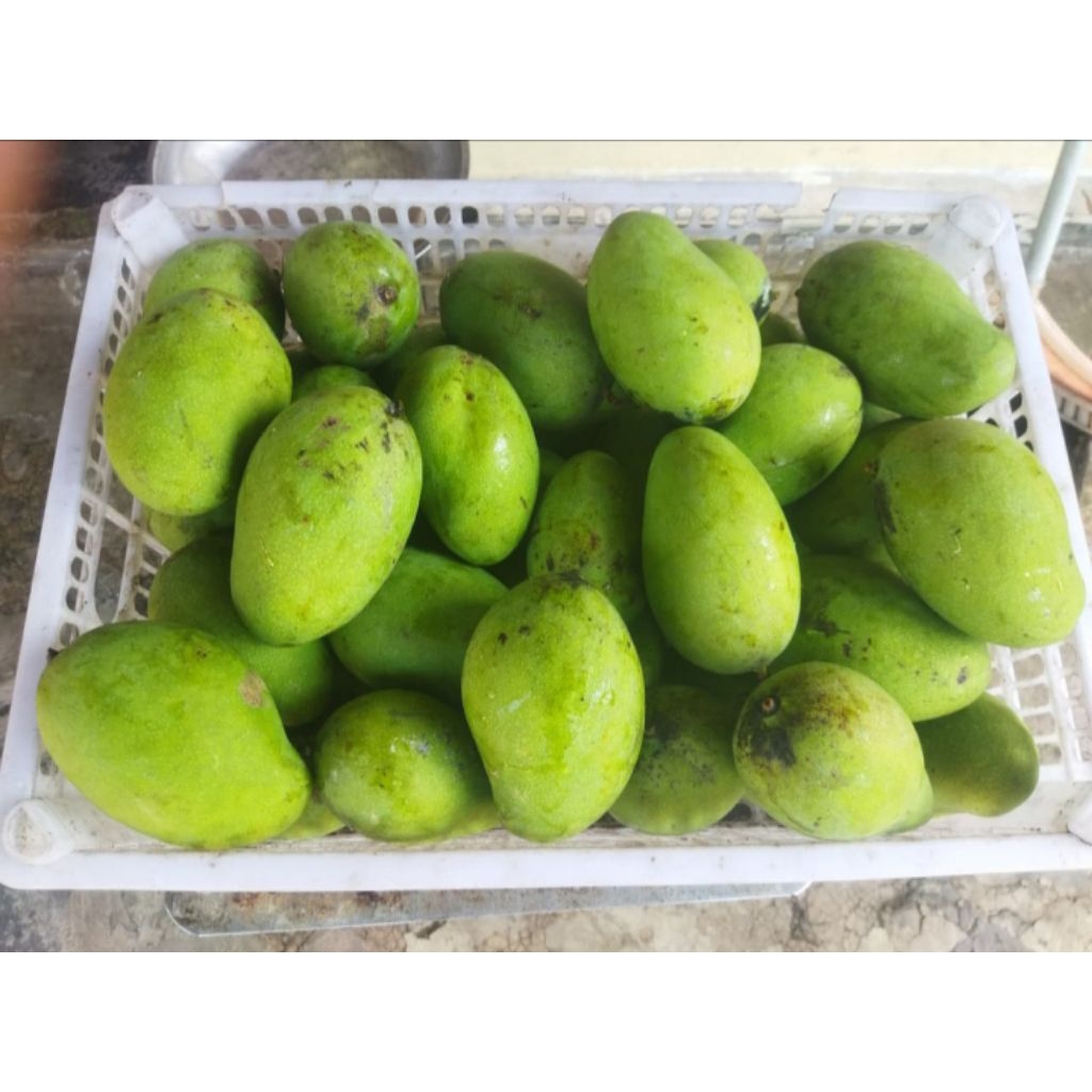 mangga gadung mentah