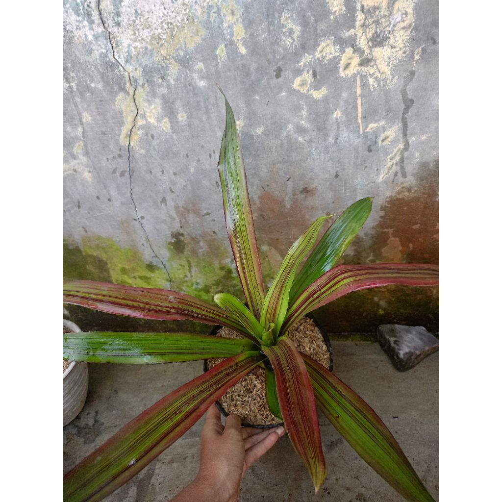 tanaman bromeliad amazing grass