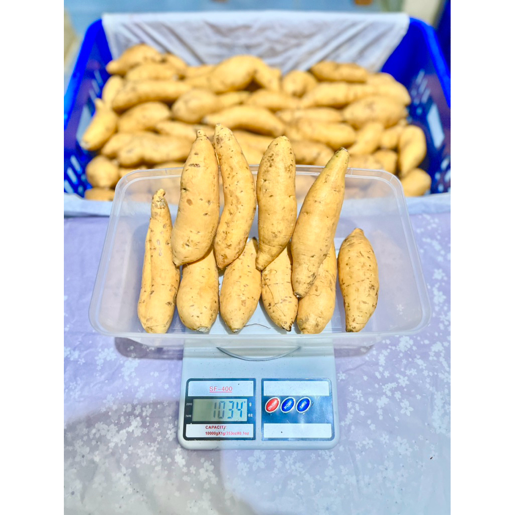 Ubi cilembu eyang sumedang / ubi madu