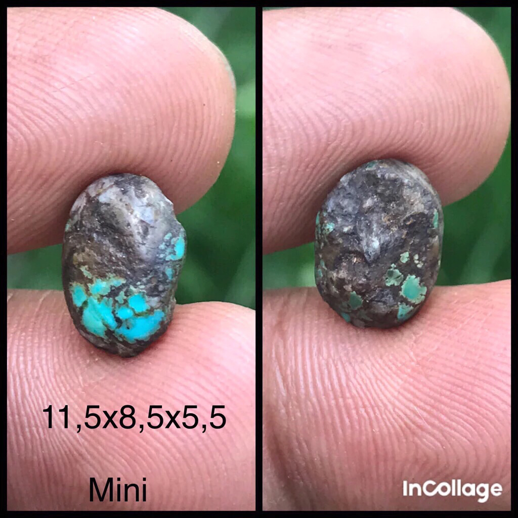 PIRUS PERSIA MINI.DIM LIAT DI FOTO