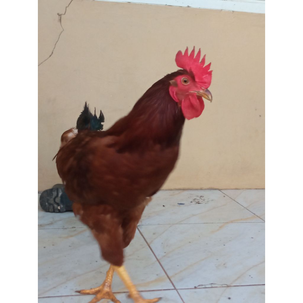 pejantan ayam petelur