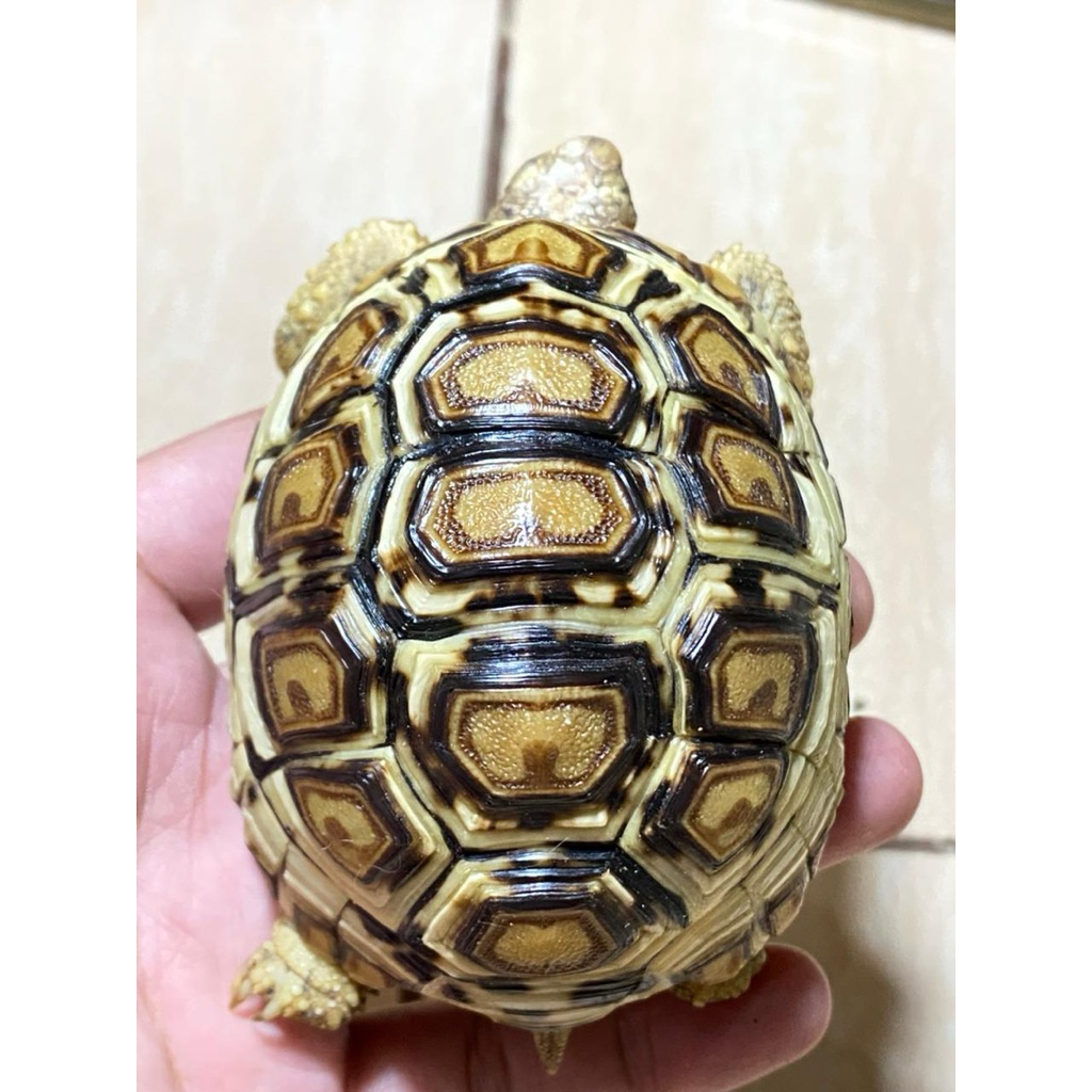 Mainan kura Pardalis Full Snow 8.5cm