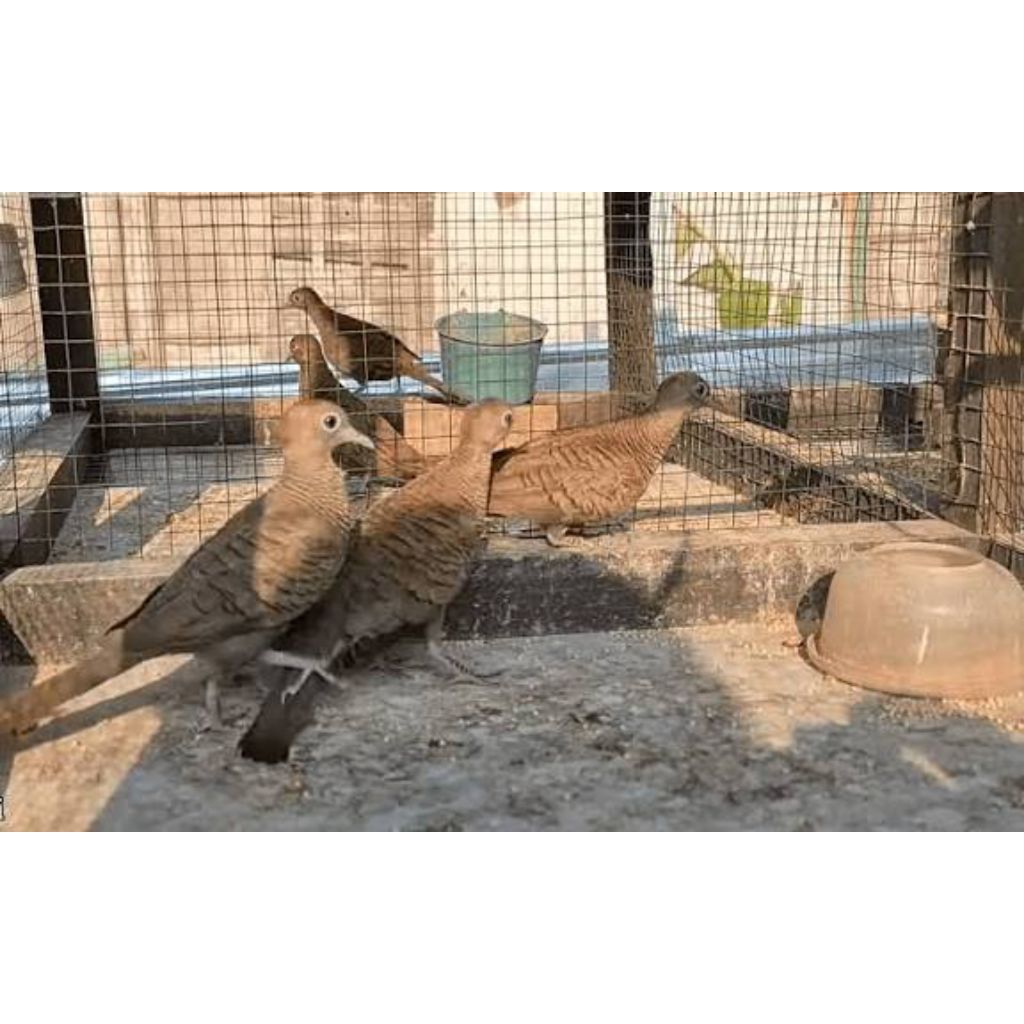 Sepasang Perkutut Bangkok Ori Thailan Jodohan Baru Siap Produksi