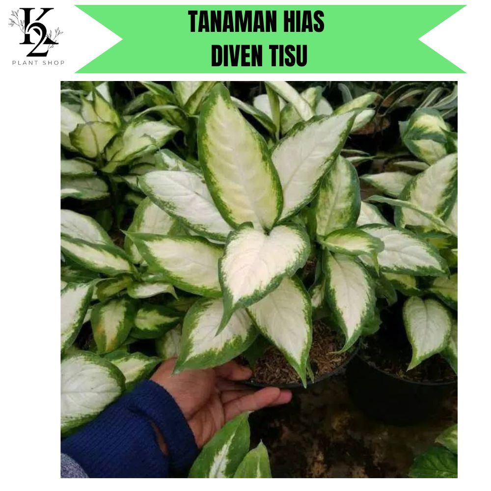 Diven Tissue Tanaman Hias Aglonema Diven Tisu Murah Cantik / Jual Tanaman Hias Diven Tisu Gold