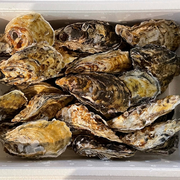 Kerang Tiram Oyster Segar Kerang Tiram Oyster Utuh 1Kg