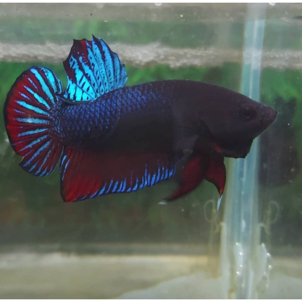 Ikan Cupang Aduan Fighter Anakan MDS Medan Super Bahan Top Grade