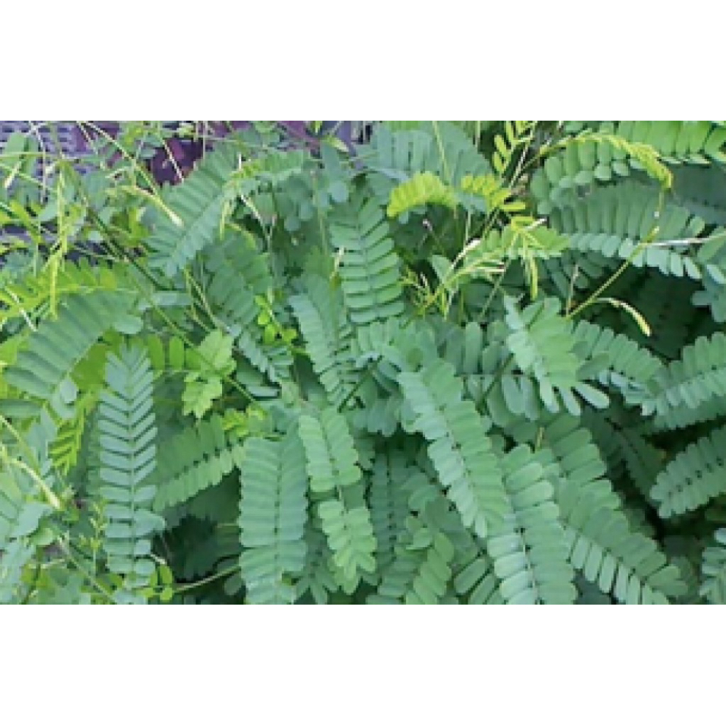 

Daun saga segar cocok untuk obat herbal alternatif dijual per 100gram