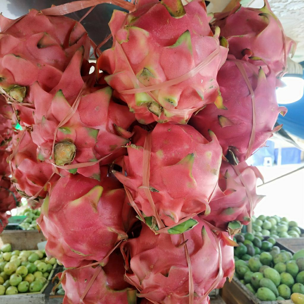 

Buah Naga merah