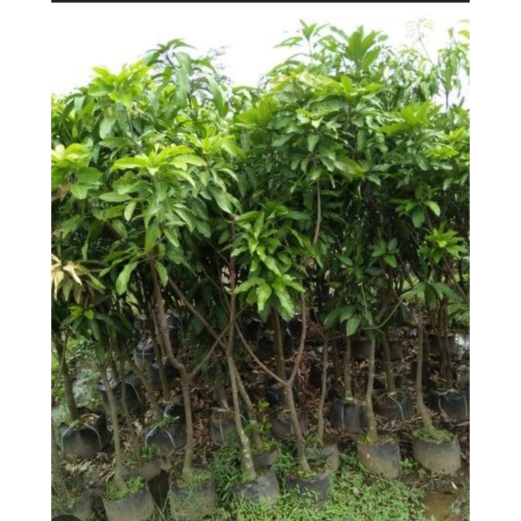 bibit pohon mangga manalagi batang jumbo mudah berbuah