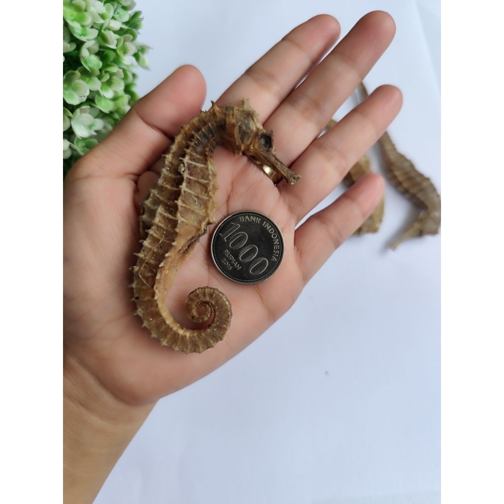 KUDA LAUT JUMBO 12-15 CM ORIGINAL GARANSI