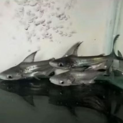 ikan genghis khan tankmate predator