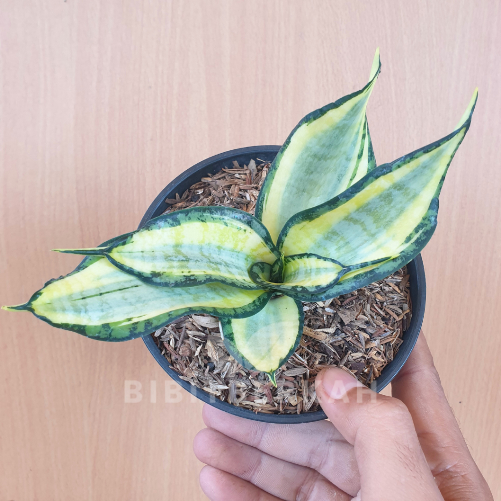 Sansevieria Golden Wendys - Tanaman Hias Sansivera Lidah Mertua