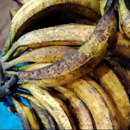 

jual pisang tanduk super, pisang sudah tua siap dijadikan olahan per kilogram