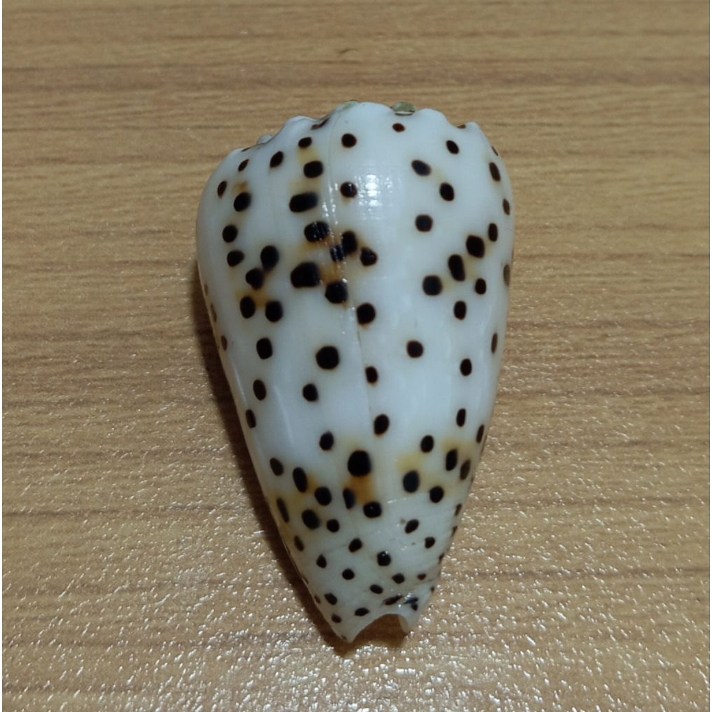cangkang kerang Conus Pulicarius