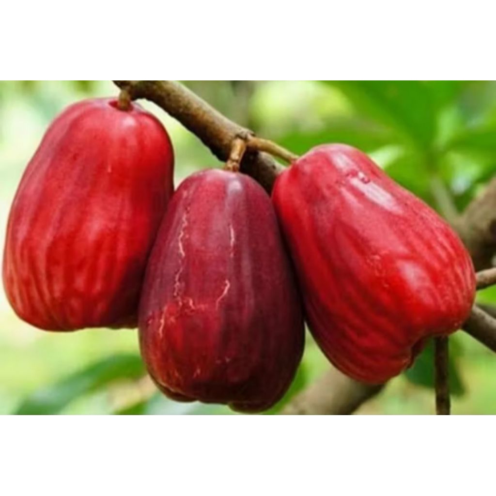 Buah Jambu jamaika 1kg fresh