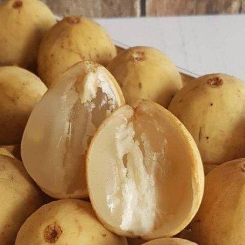 Tanaman Buah Duku Tanpa Biji - bibit buah - bibit buah duku tanpa biji - duku non biji