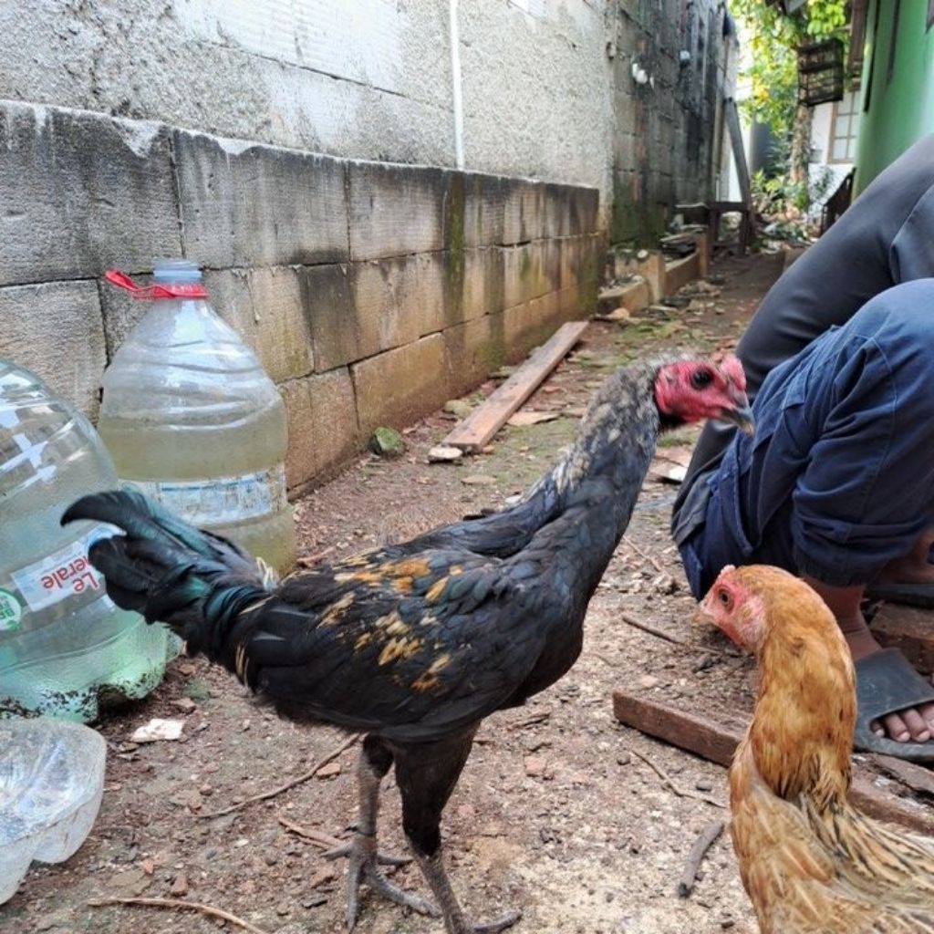 ayam hidup/ayam sehat/ayam bangkok