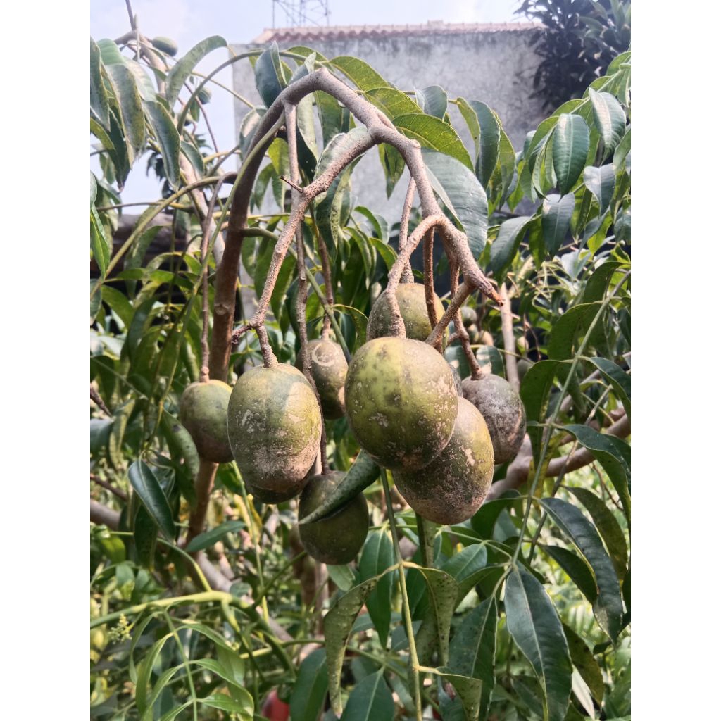 Bibit Pohon Kedongdong, Tanaman Buah Kedongdong