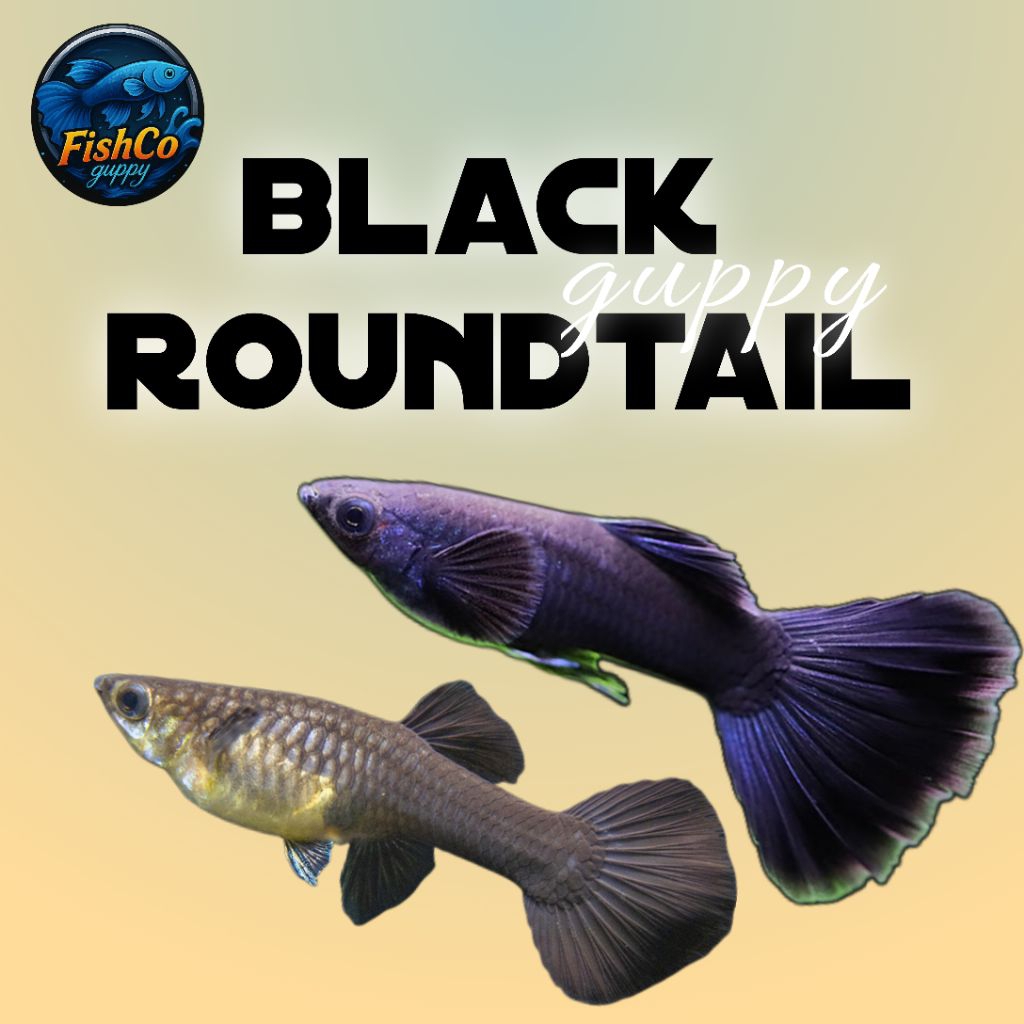 Stiker Guppy Full Black Roundtail/hiasan