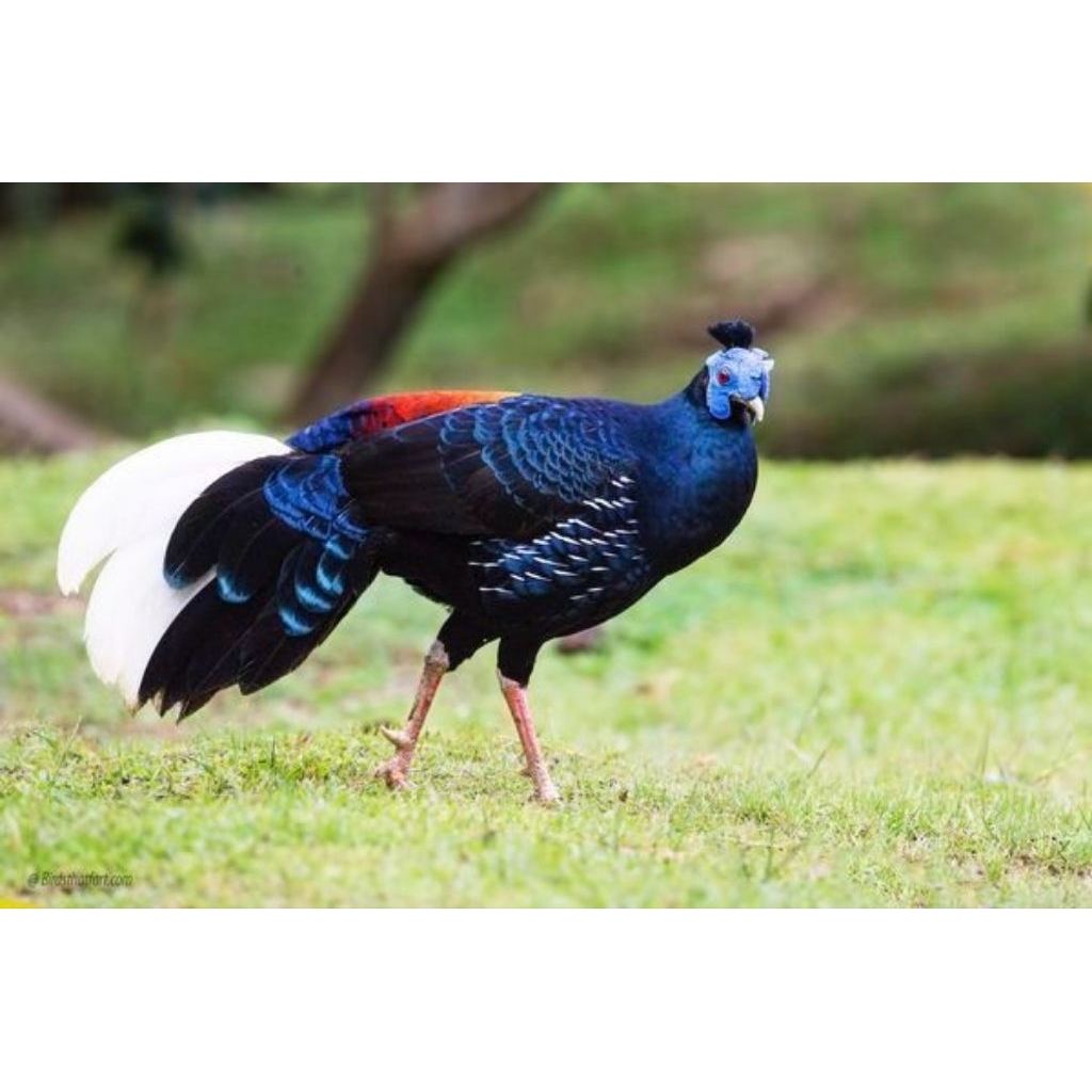 telur fertil ayam hias Fireback Pheasant original - FERTIL FRESH