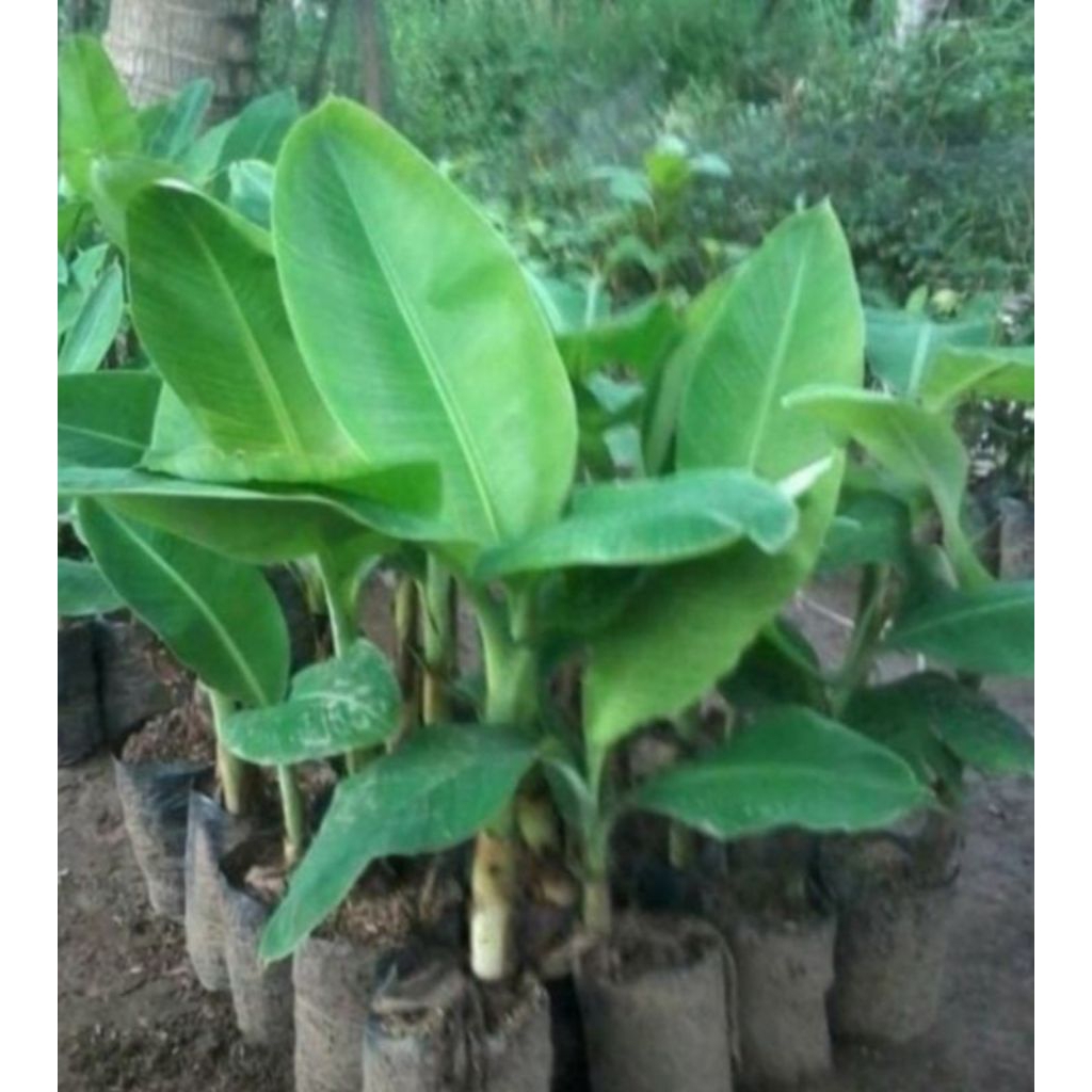 bibit pisang kueni pisang brazil kultur jaringan