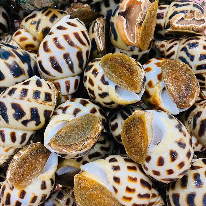 Keong Macan 1Kg Keong Macan Segar Keong Macan Hidup Live Seafood Keong Laut Kerang Segar Maknan Laut