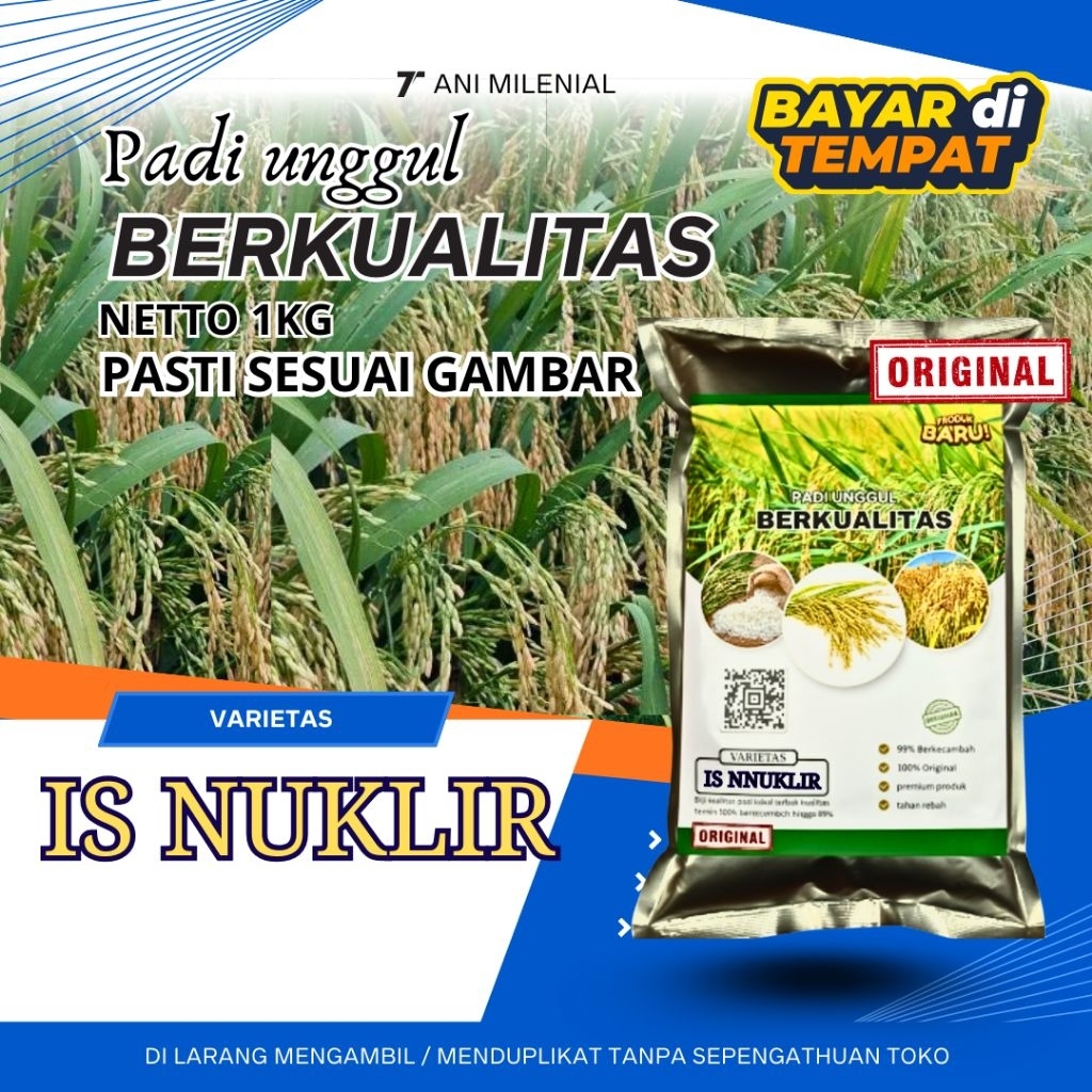 PADI UNGGUL IS NUKLIR PADI UNGGUL BERKUALITAS TINGGI