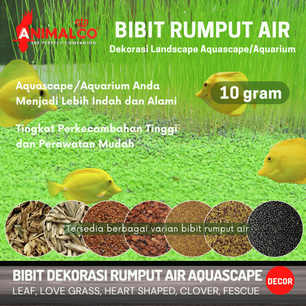 Bibit Benih 10g Seed Carpet Tanaman Air Aquarium Dekorasi Rumput Hias Aquascape Small Leaf Ornamen L