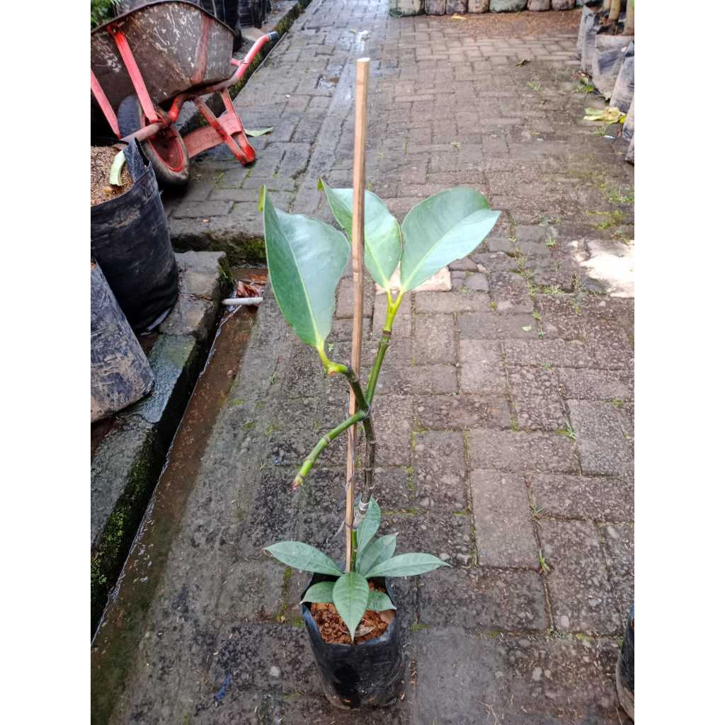 Bibit Buah Manggis Sambung |Buah manggis | Bibit Buah