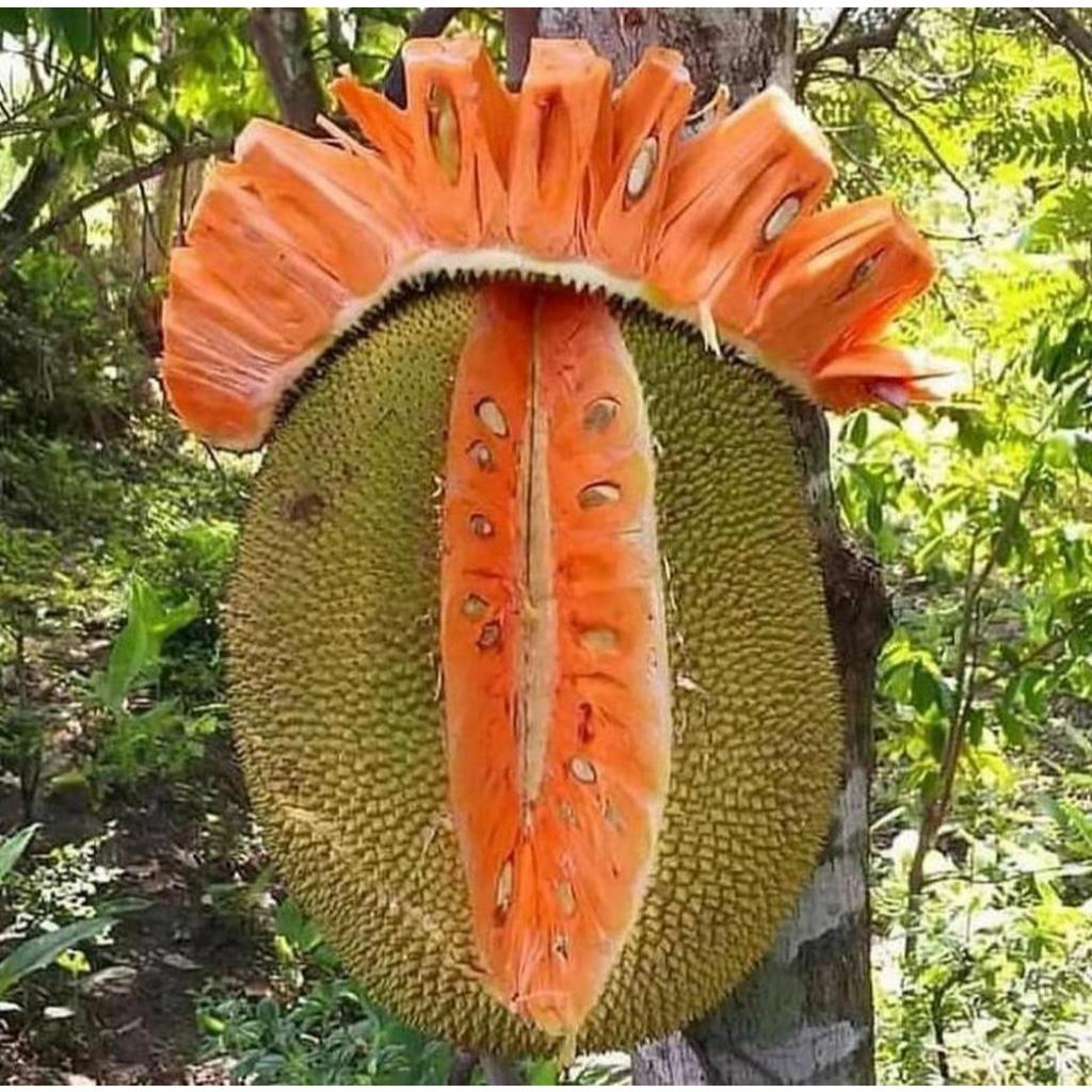 Bibit buah nangka merah |Buah nangka |Bibit buah