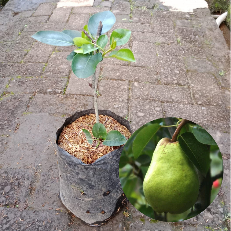 Bibit buah pear asia |Buah pear |Bibit buah