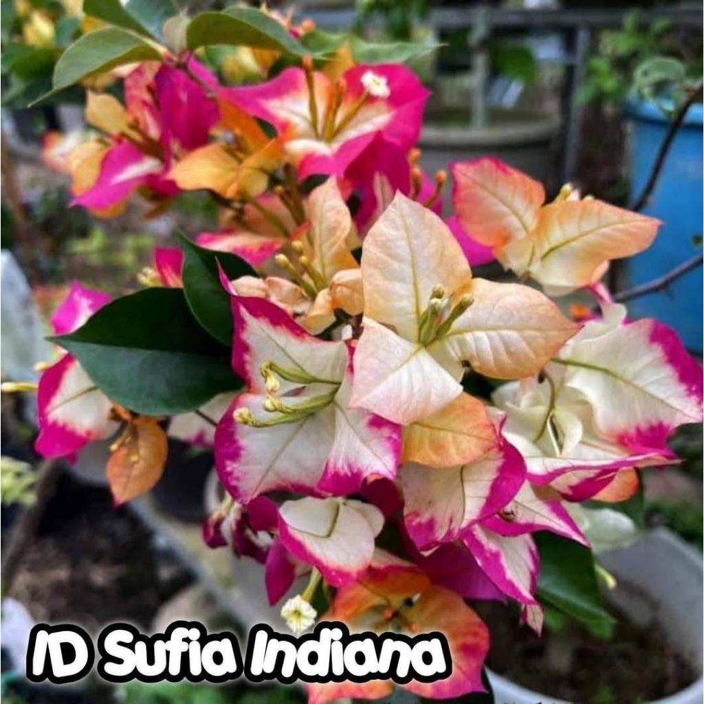 Bunga Bougenville Sufia India Impor Ori