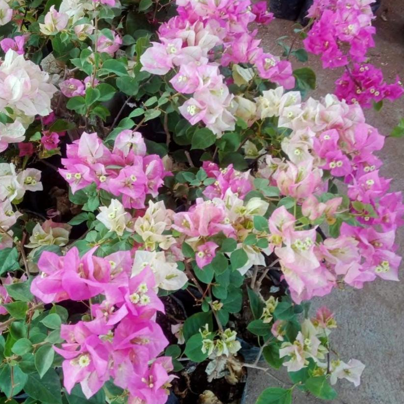 Bunga Bougenville Citra Thailand Impor Ori